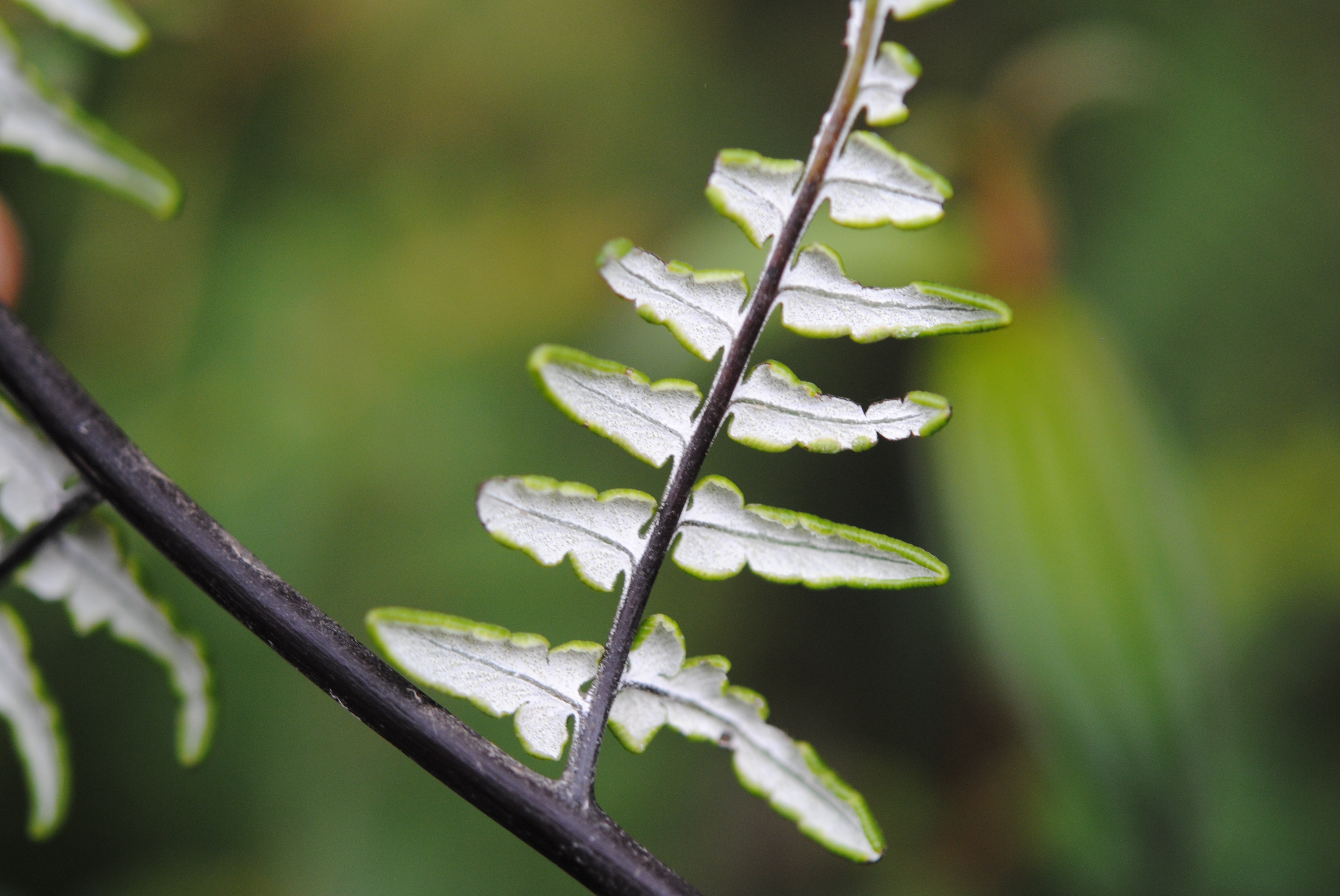 Pityrogramma ebenea