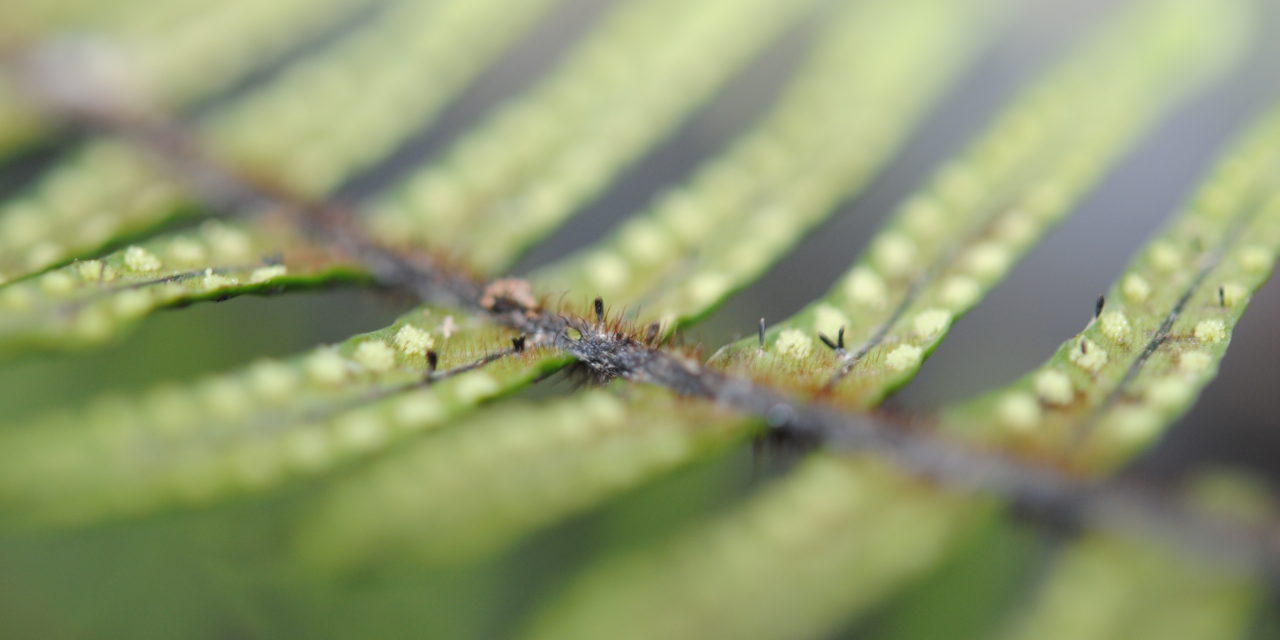 Mycopteris attenuatissima