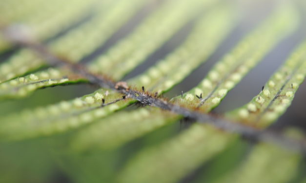 Mycopteris attenuatissima