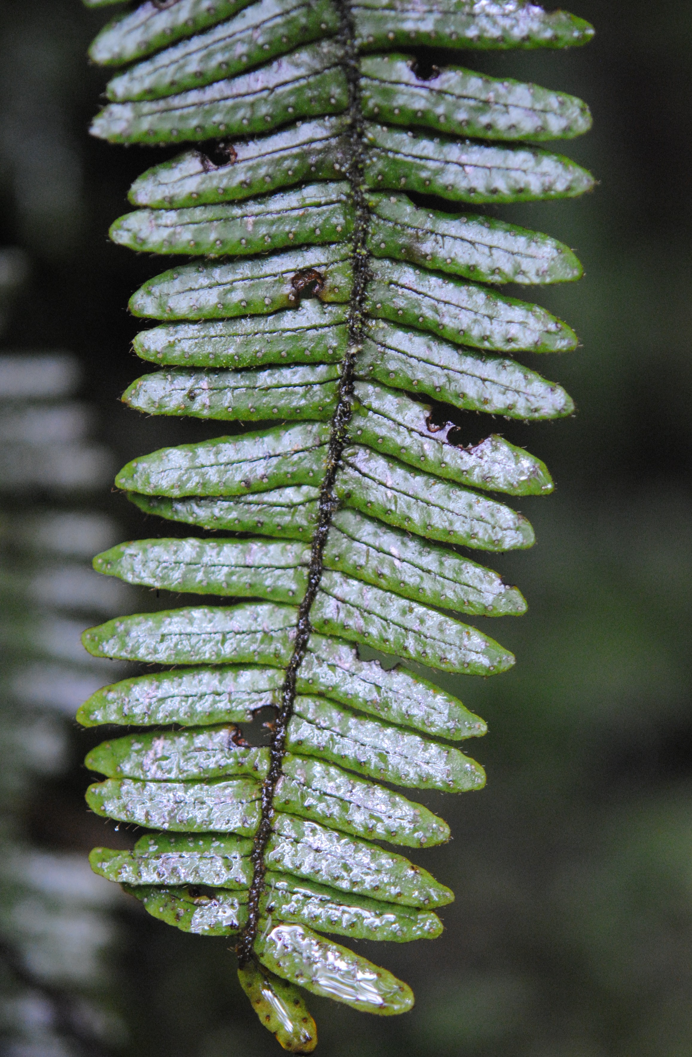 Mycopteris leucosticta