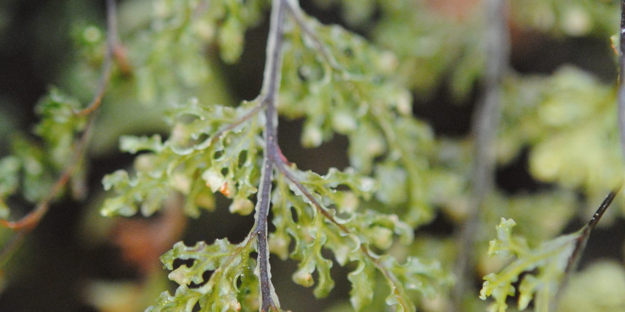 Hymenophyllum fendlerianum