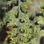 Hymenophyllum fendlerianum