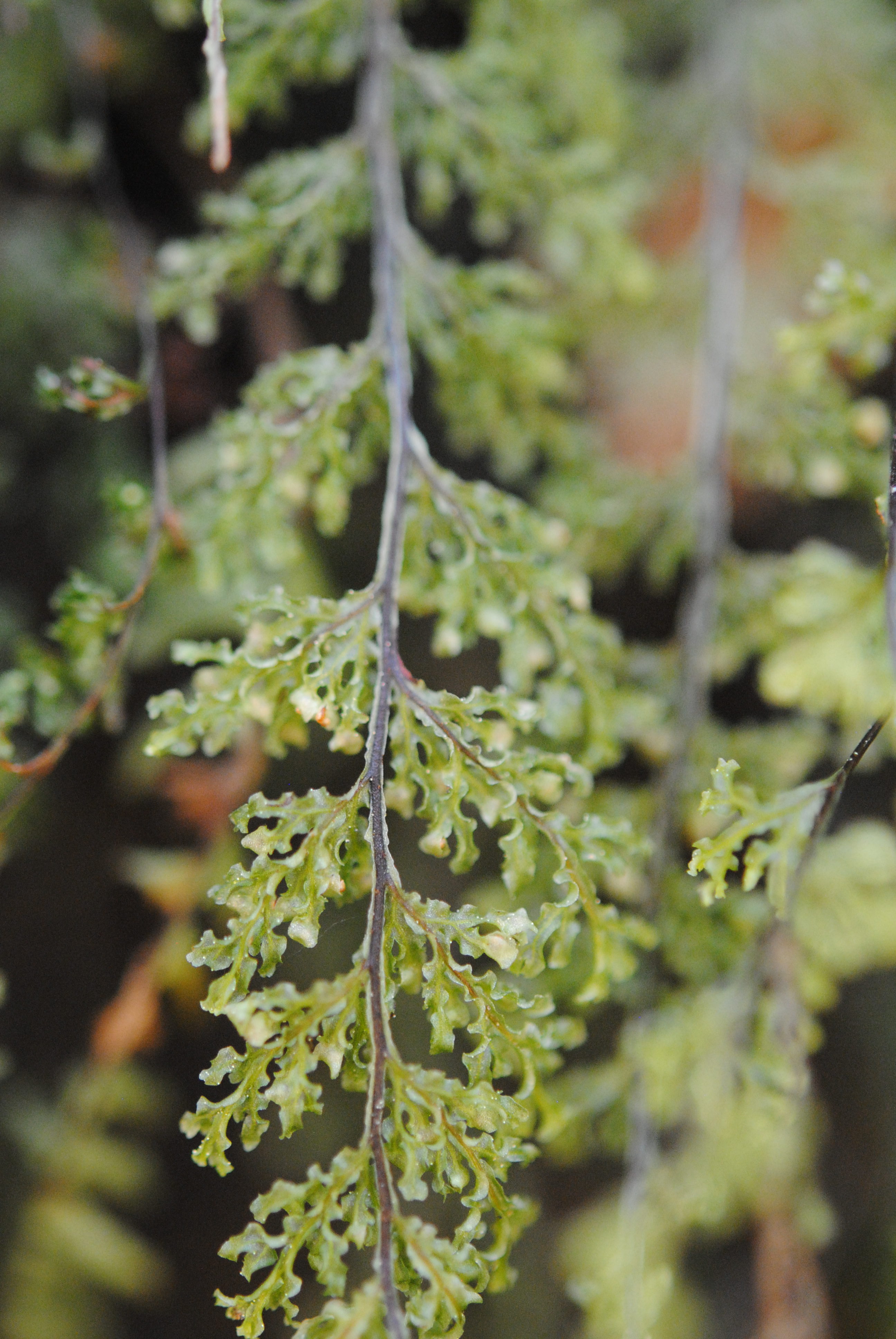 Hymenophyllum fendlerianum