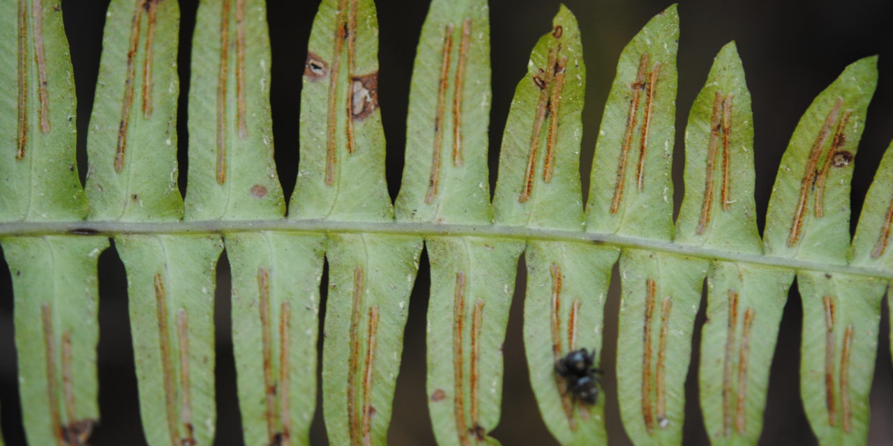 Blechnum appendiculatum