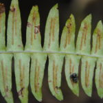 Blechnum appendiculatum