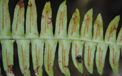 Blechnum appendiculatum