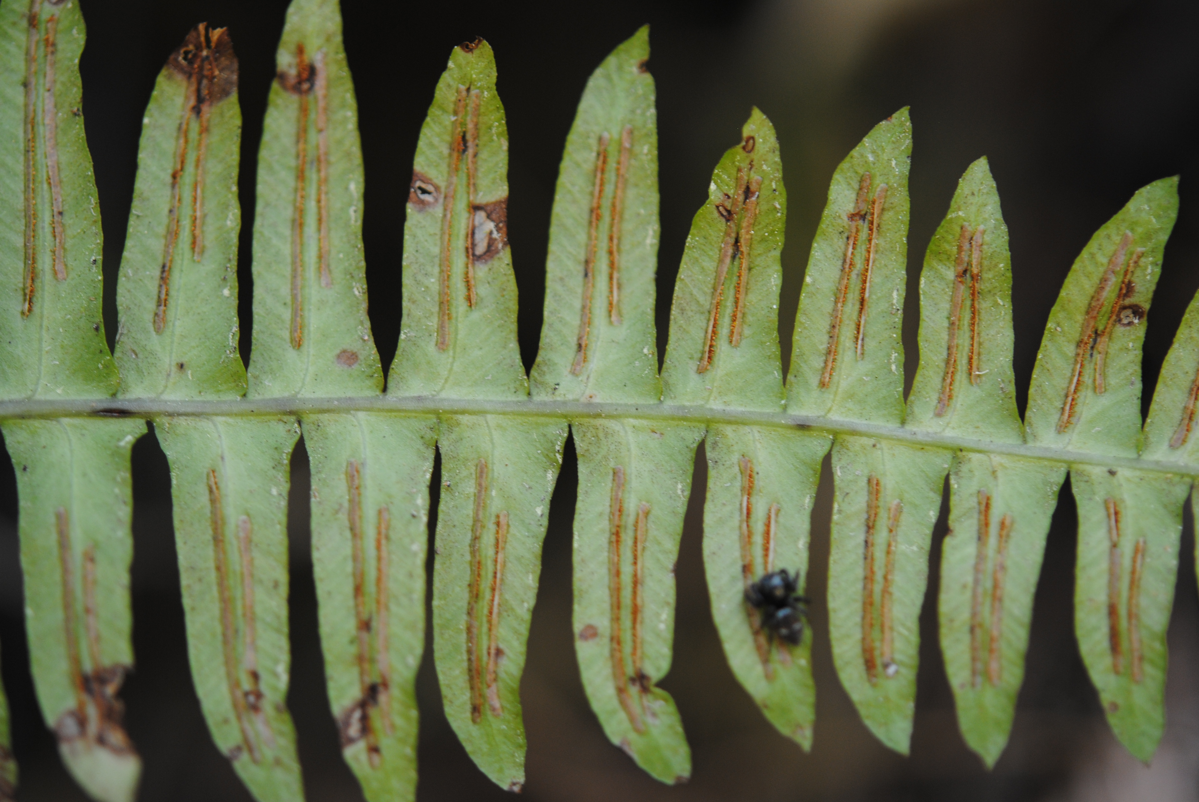 Blechnum appendiculatum