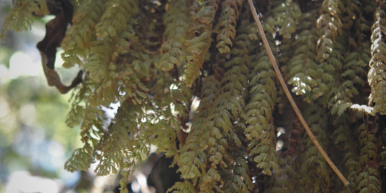 Hymenophyllum  pulchellum