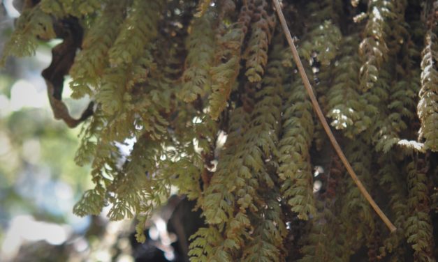 Hymenophyllum  pulchellum