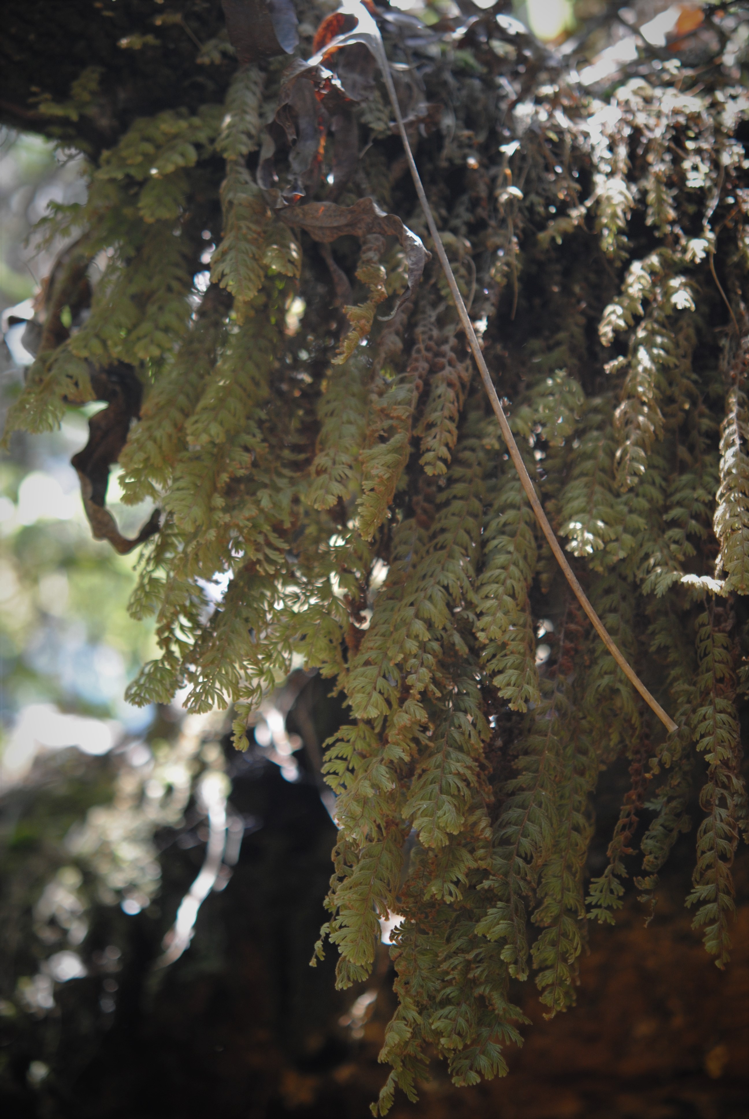 Hymenophyllum  pulchellum