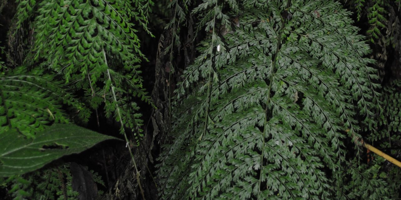 Asplenium uniseriale