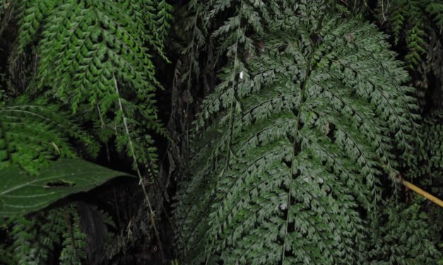 Asplenium uniseriale