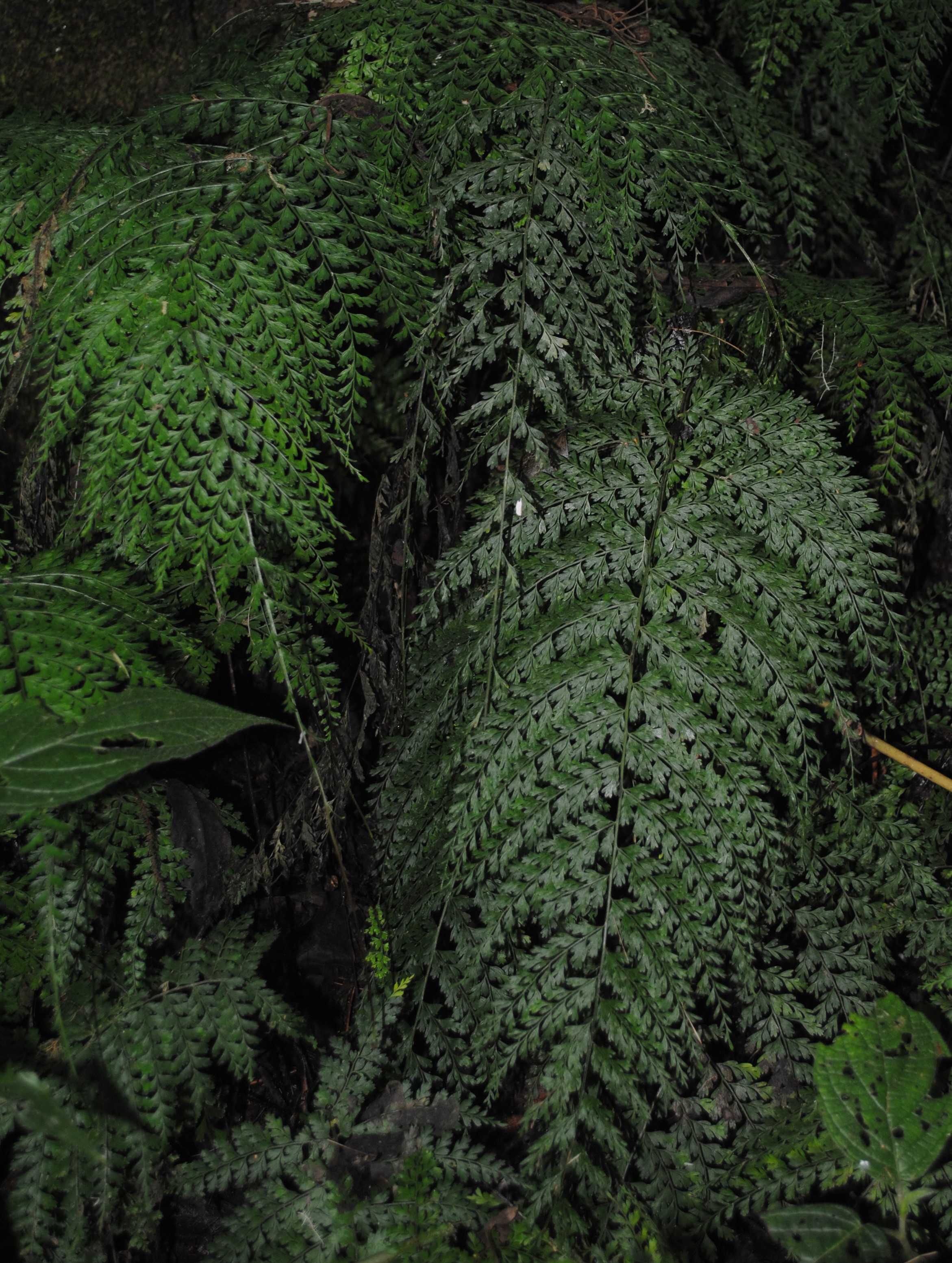 Asplenium uniseriale