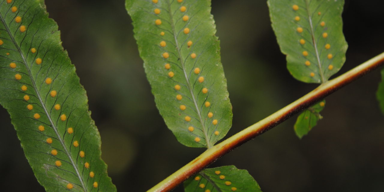 Polypodium echinolepis