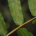 Polypodium echinolepis