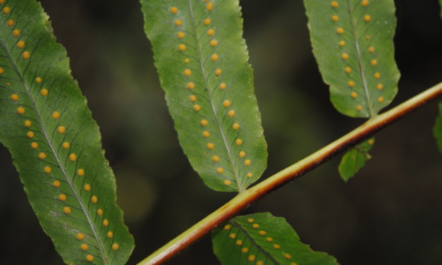 Polypodium echinolepis