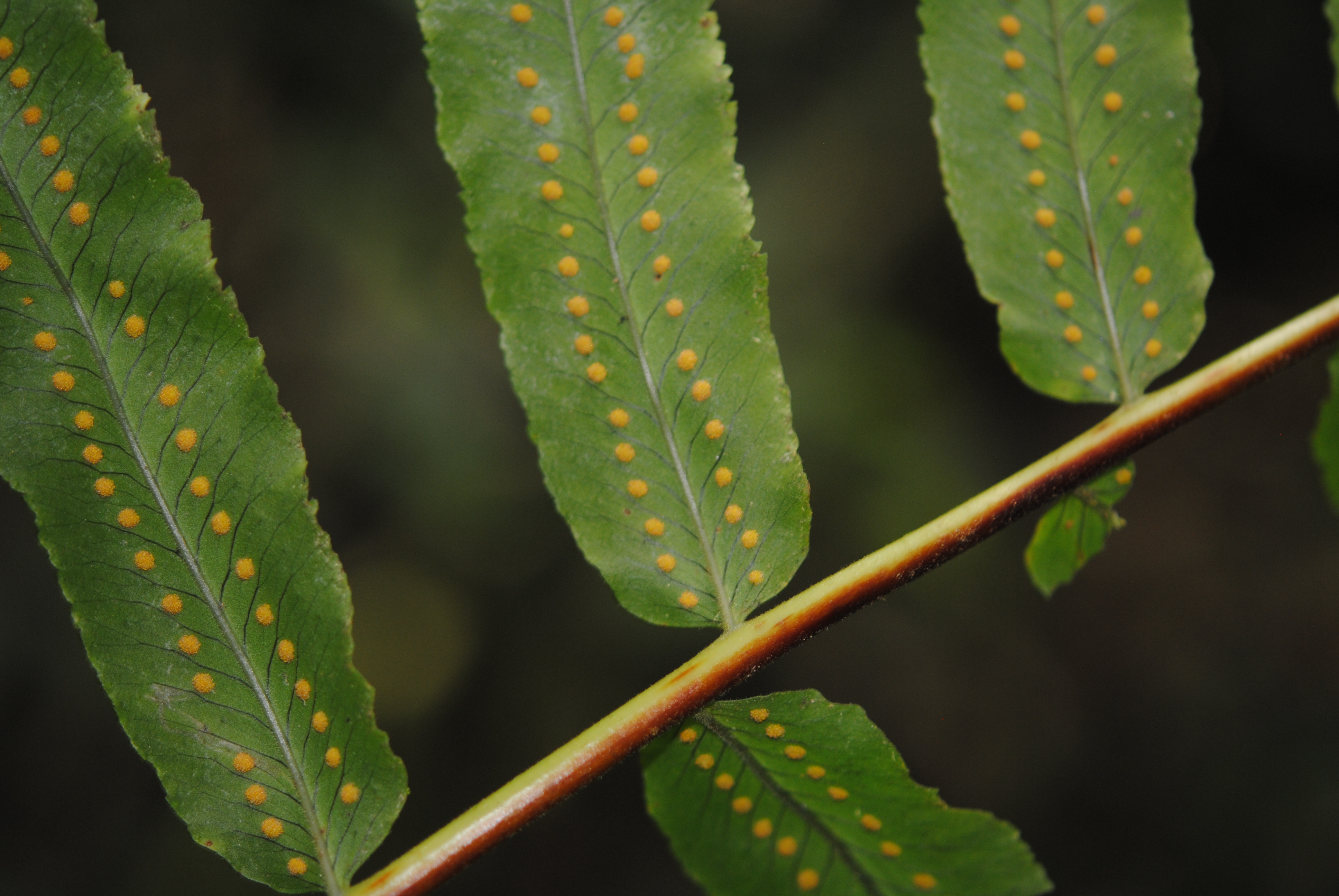 Polypodium echinolepis