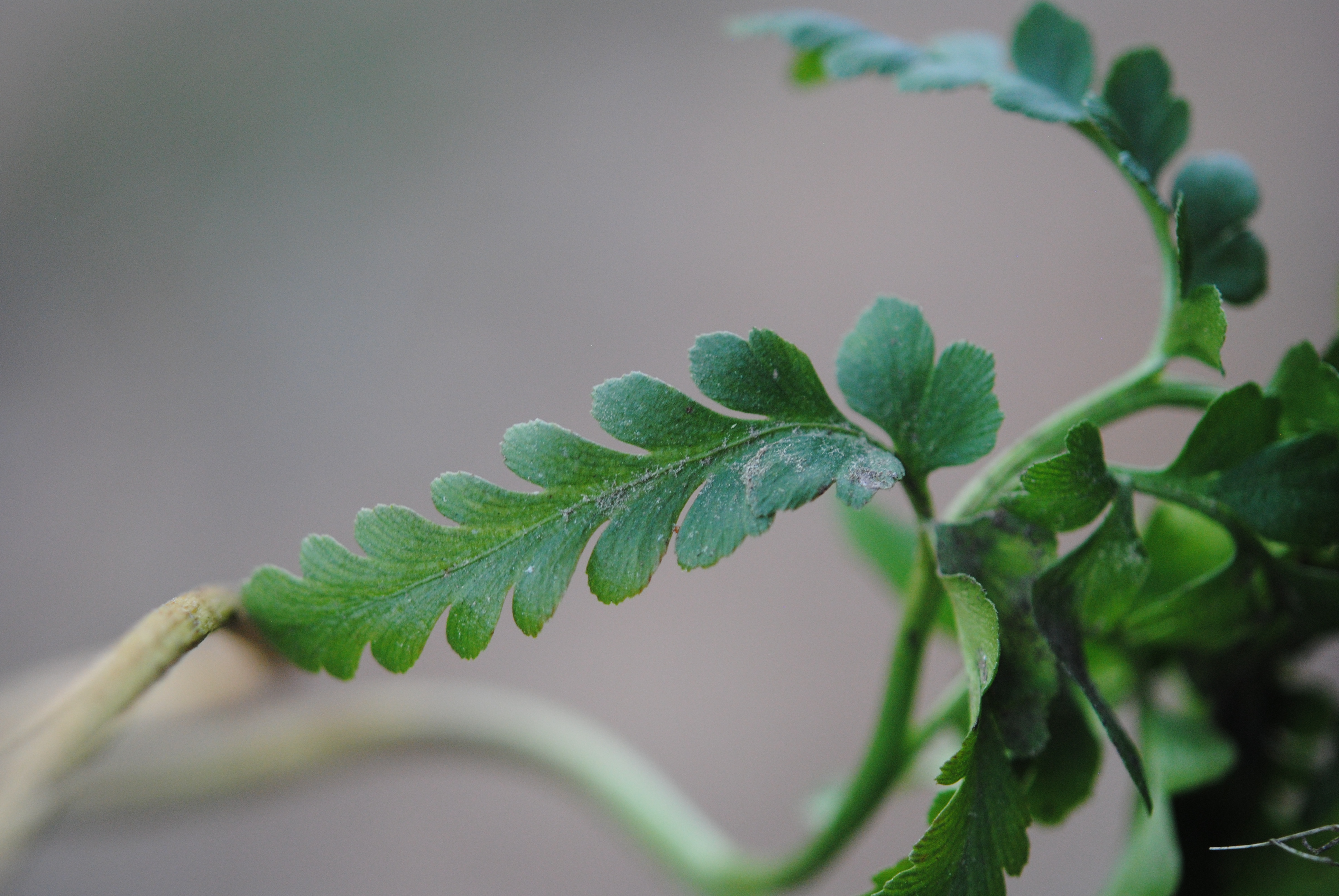 Sceptridium decompositum