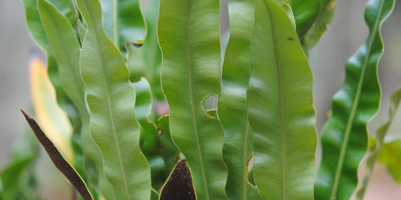 Elaphoglossum sartorii