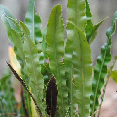 DSC_0291-e1481163914614 (Elaphoglossum sartorii)