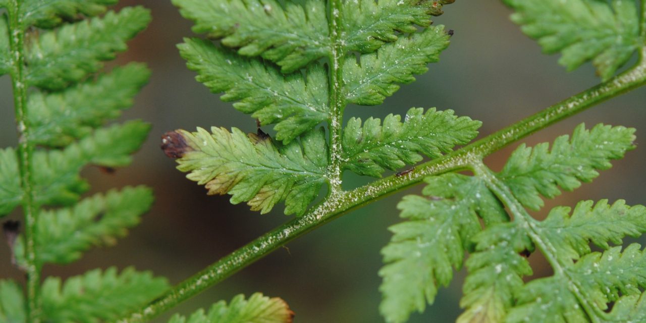 Athyrium bourgaei