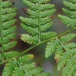 Athyrium bourgaei