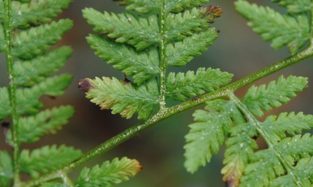 Athyrium bourgaei