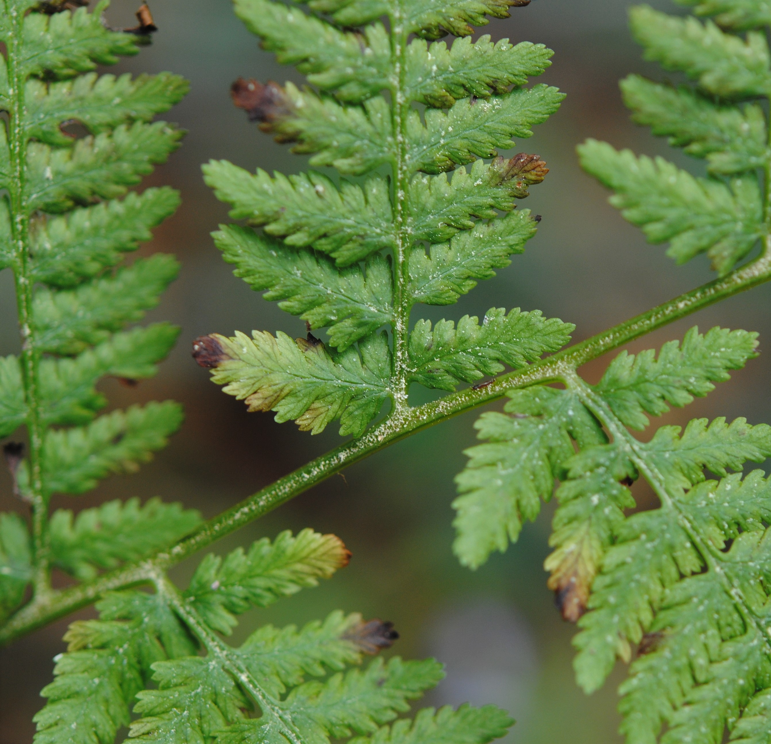 Athyrium bourgaei