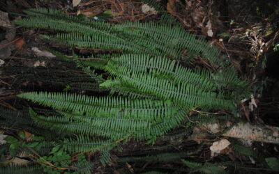 Pecluma alfredii var. cupreolepis