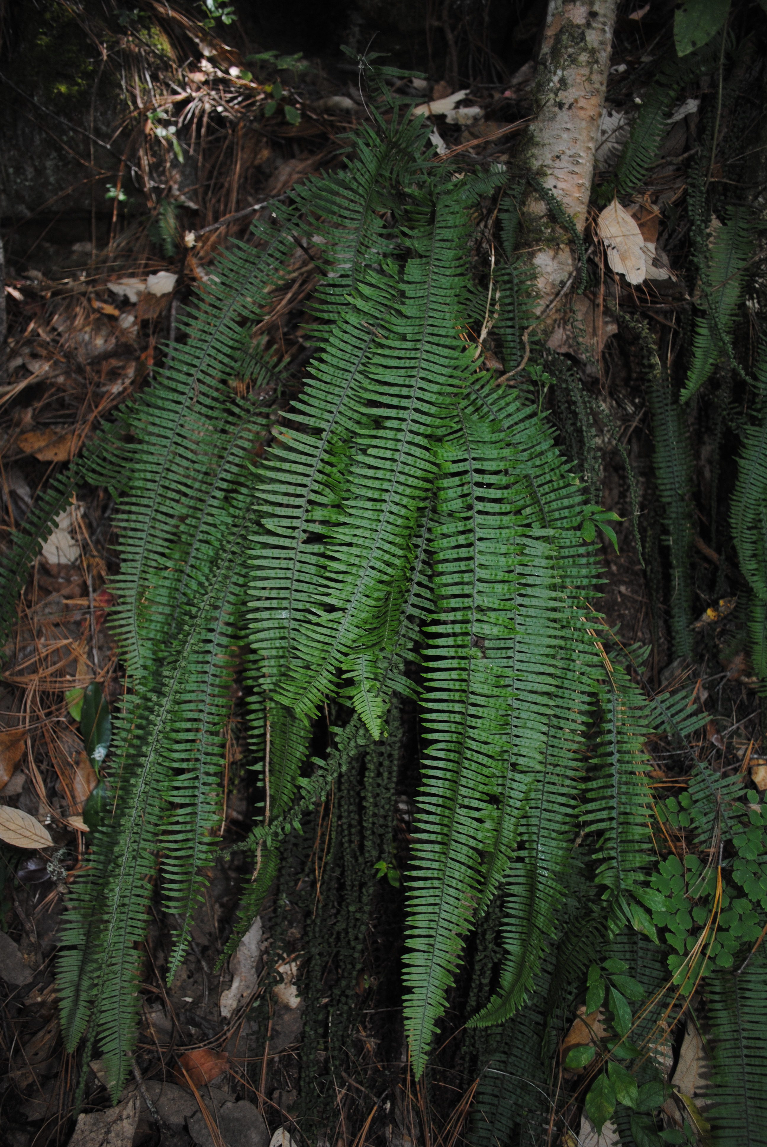 Pecluma alfredii var. cupreolepis