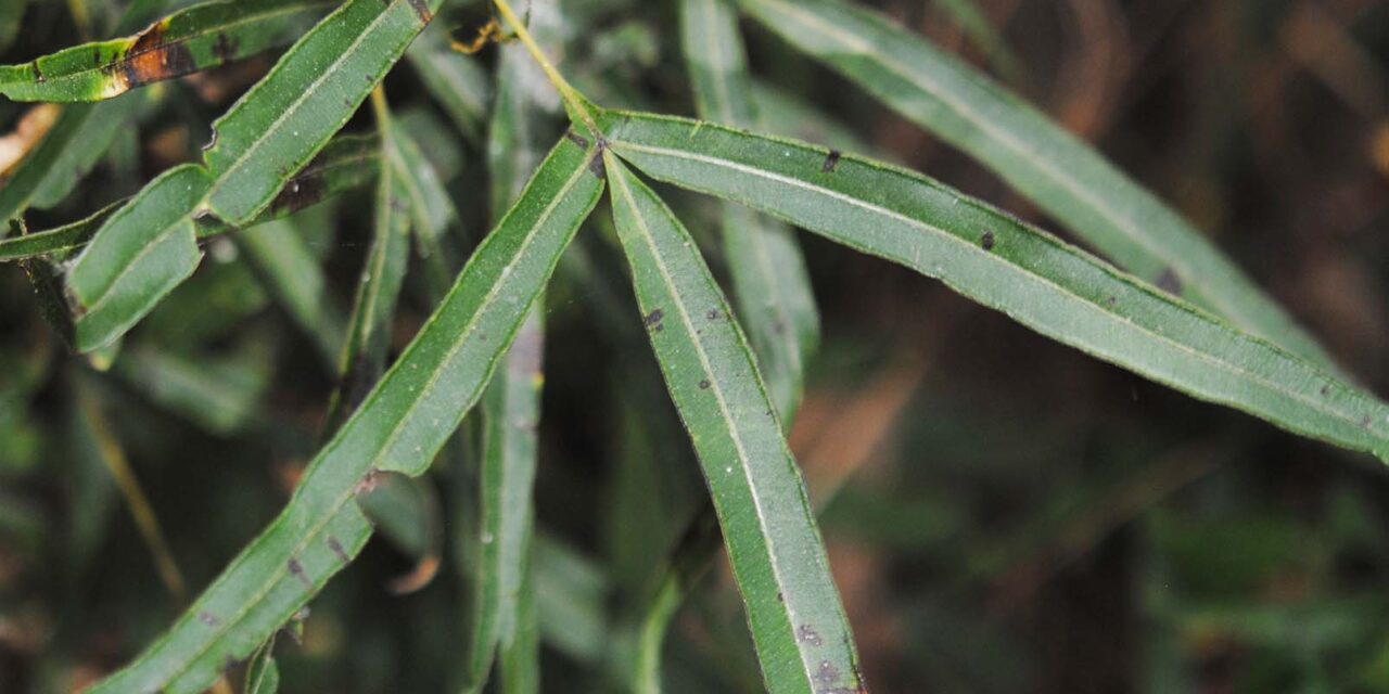 Pteris cretica