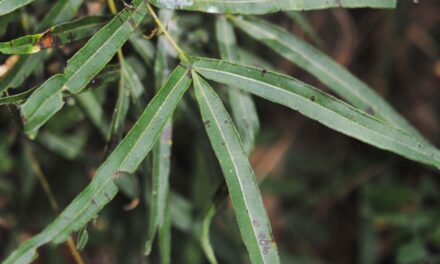 Pteris cretica