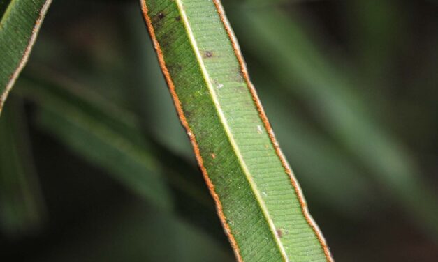 Pteris cretica