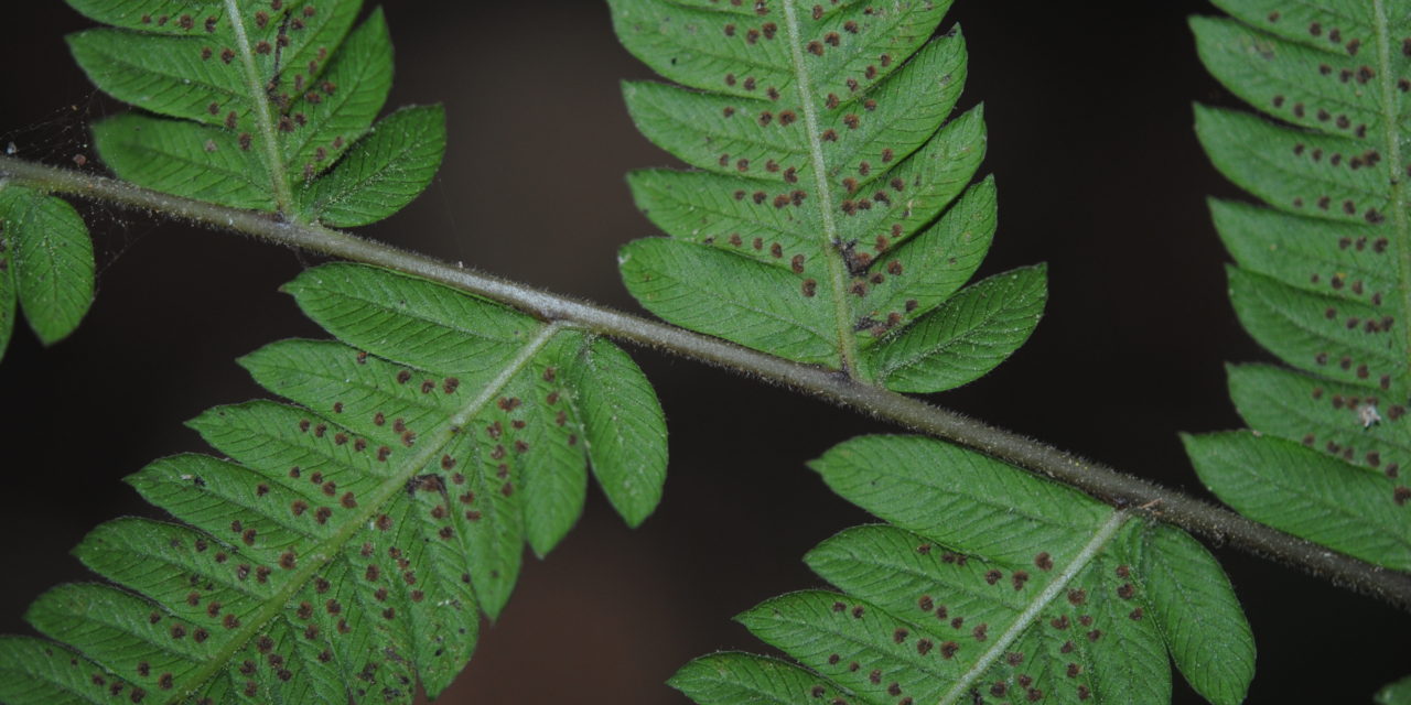 Thelypteris ovata var. lindheimeri