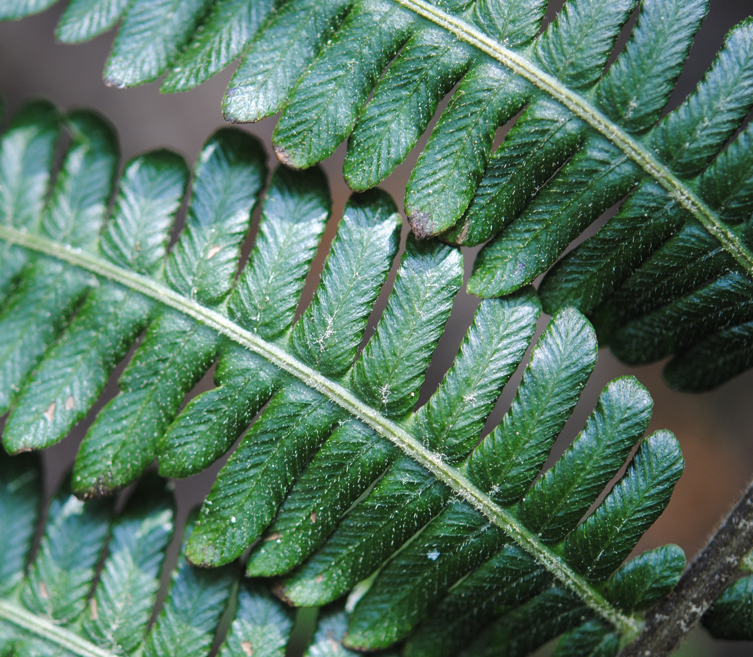 Amauropelta Atrovirens Ferns And Lycophytes Of The World