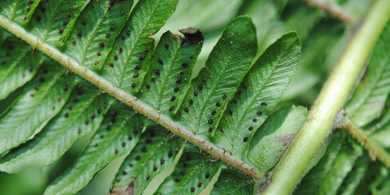 Amauropelta atrovirens