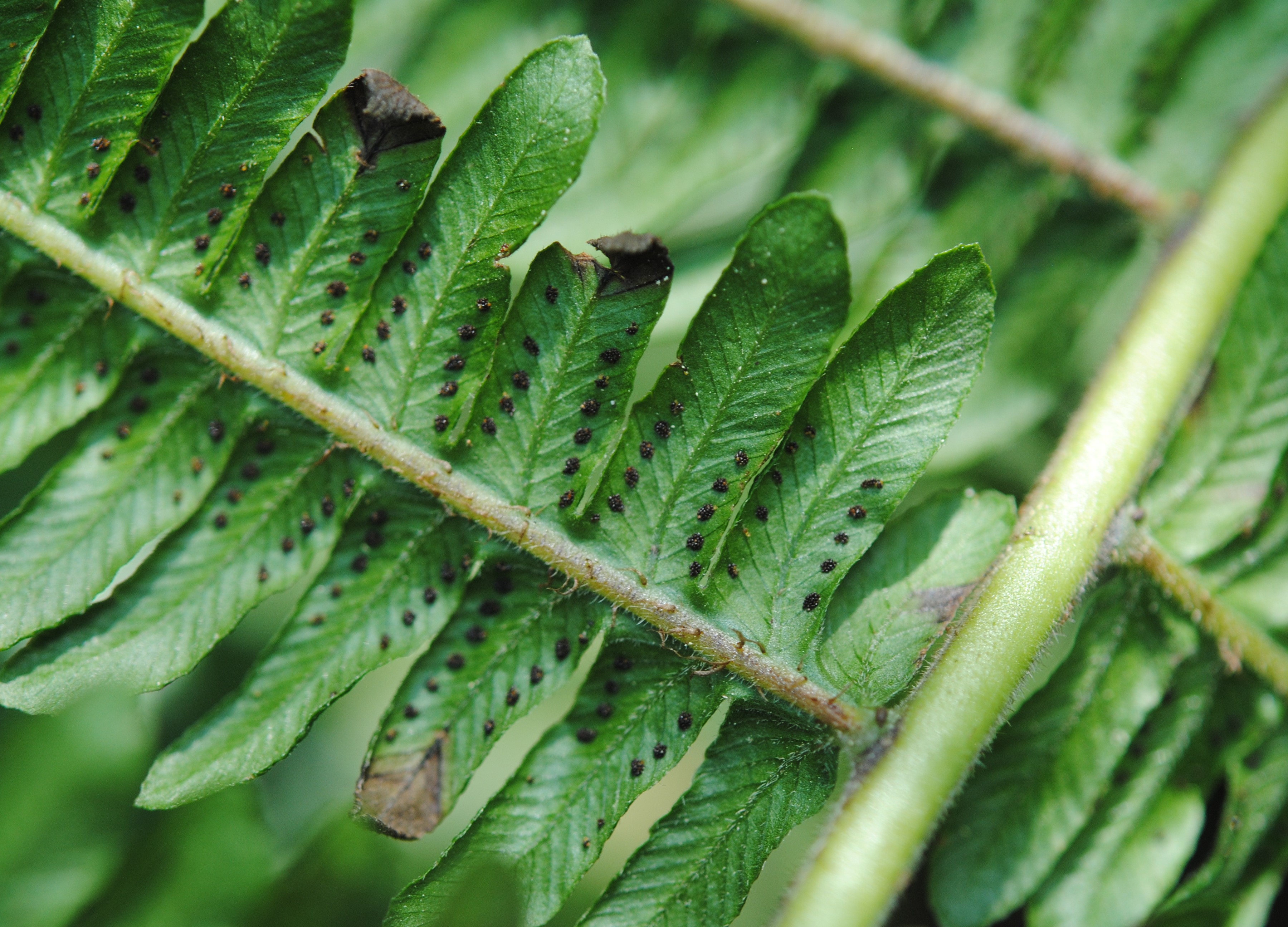 Amauropelta atrovirens