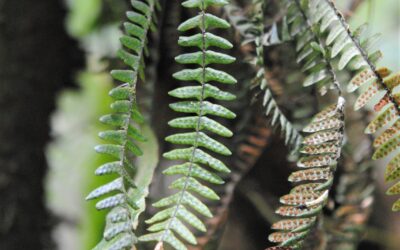 Melpomene pilosissima