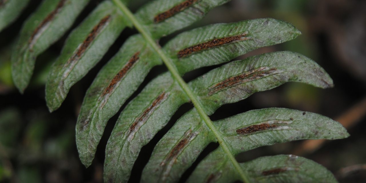 Blechnum appendiculatum