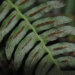 Blechnum appendiculatum