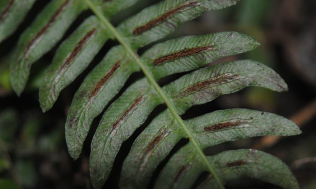 Blechnum appendiculatum