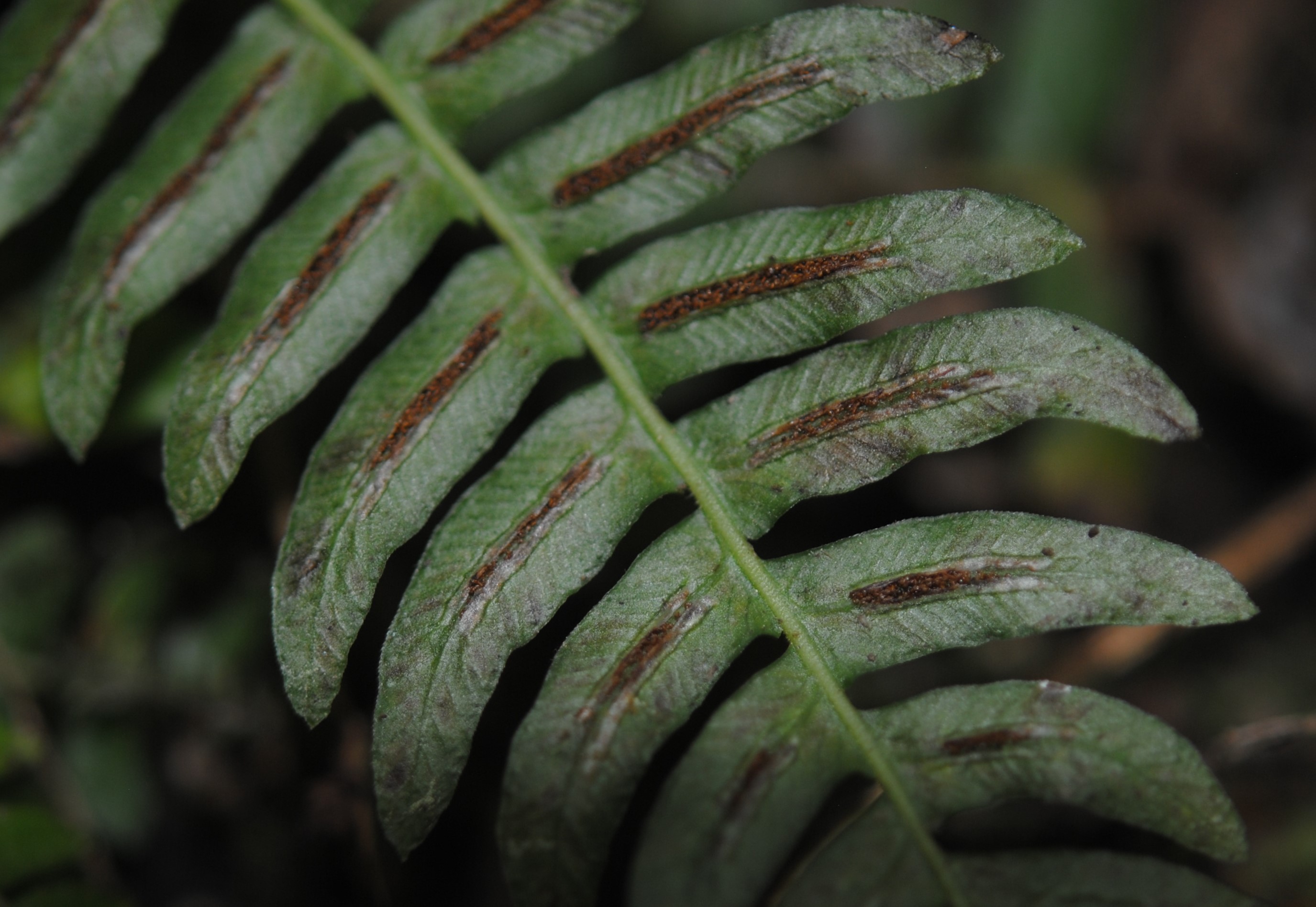 Blechnum appendiculatum