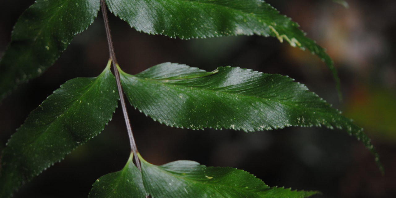 Asplenium serra