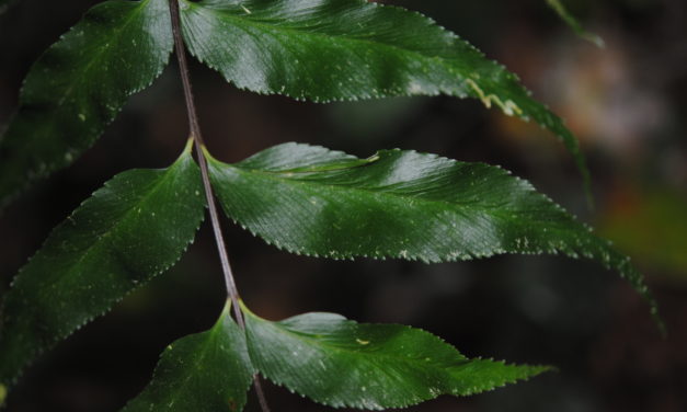 Asplenium serra