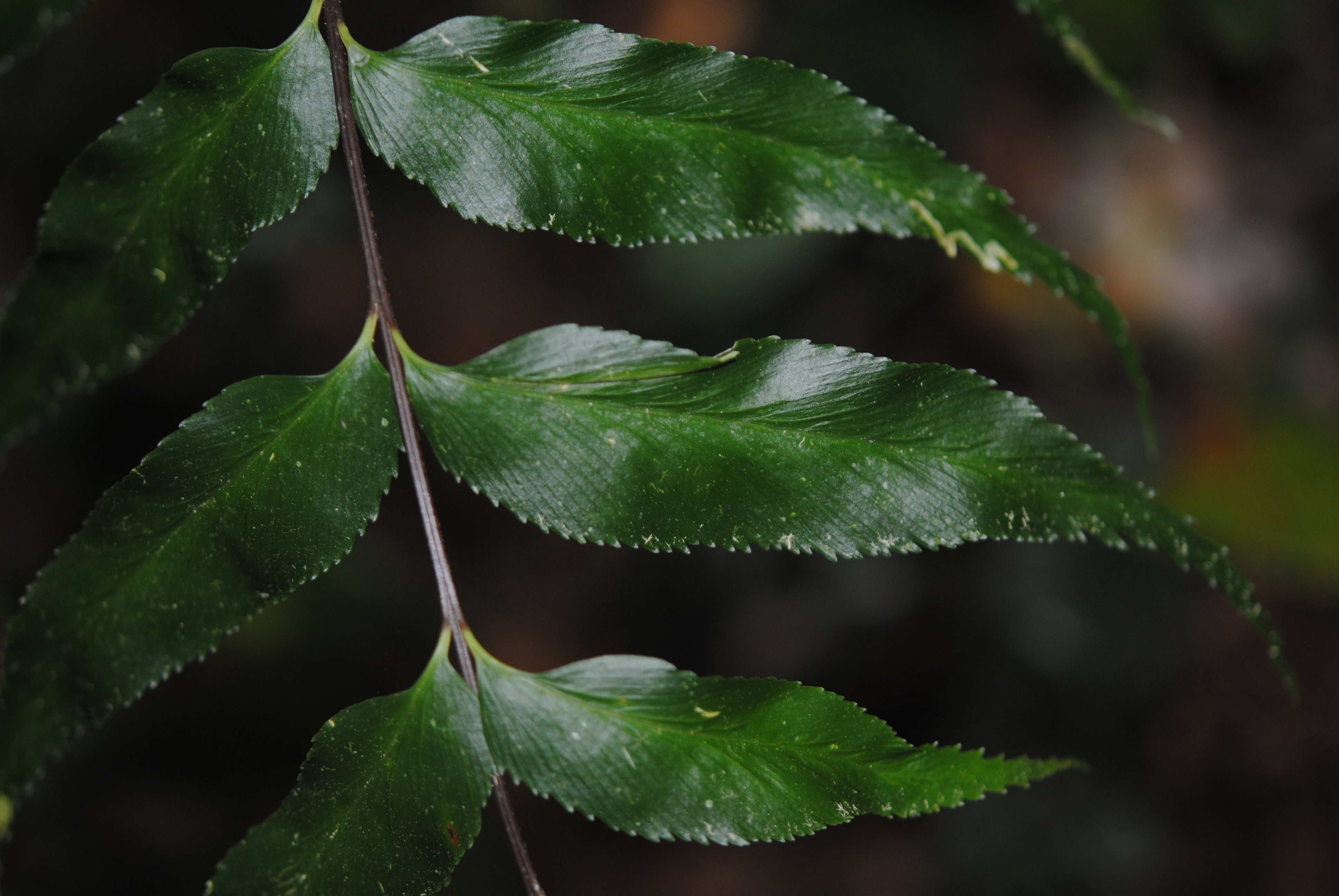 Asplenium serra