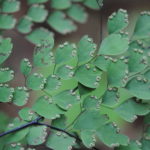 Adiantum andicola