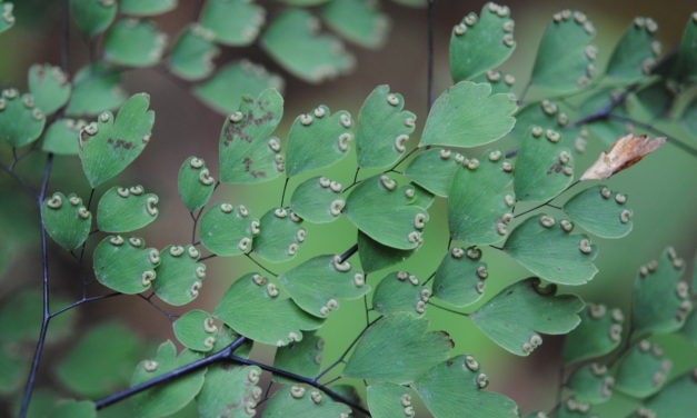 Adiantum andicola