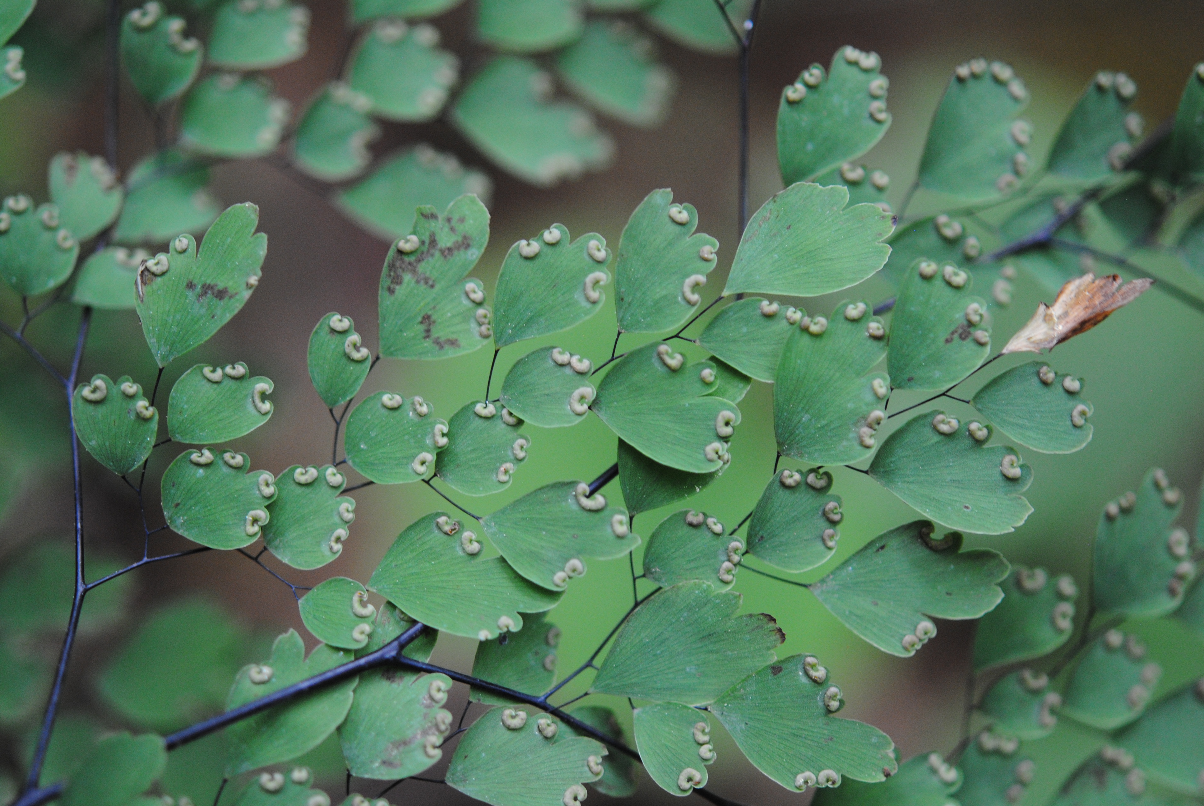 Adiantum andicola