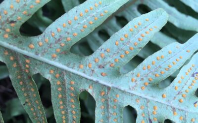 Phlebodium araneosum