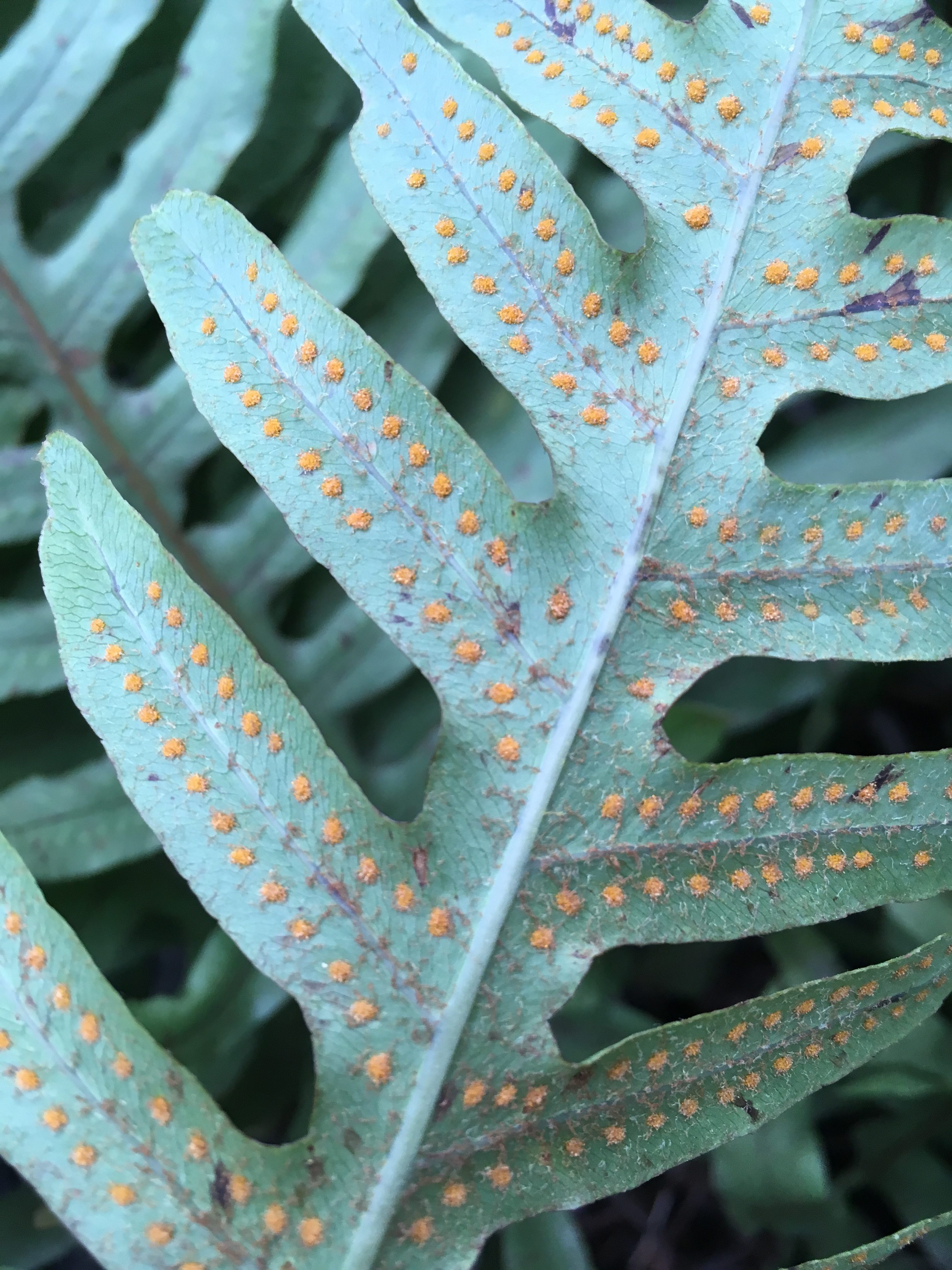 Phlebodium araneosum